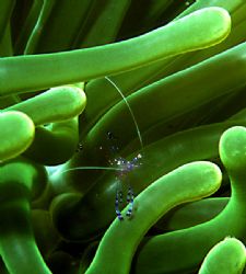 'ANEMONE SHRIMP' Relatively common in the southern Caribb... by Rick Tegeler 